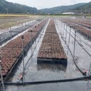 관정목장2 이미지