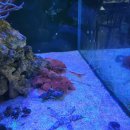 전주 햄스터 | [전주 삼천동 물고기카페] 단짠아쿠아 삼천점, 아이랑 가볼만한 곳