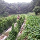 박하농장 이미지