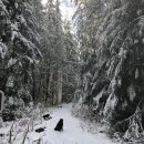 숲길 강아지 이미지