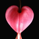 모아꽃방 이미지