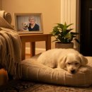 PET.꾸밈 이미지