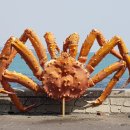 금이네 집밥 이미지