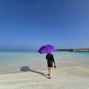 지에스25봉산문화점 | [몰디브] 14. 시나몬벨리푸시 총 정리 후기 - 장점 단점 총평 준비물 꿀팁