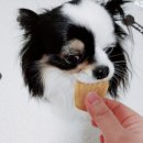 댕구상점 이미지