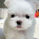 비 마이 퍼피 이미지