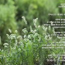 강아지풀 이미지