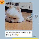 이쁜강아지 | [강아지 호텔 후기] 뿌꾸 진짜 이쁜 미소 보고싶은 분들 드루와~