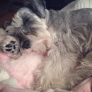 으르렁대 이미지