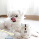 늘, 고운펫 | 설채현 우유 펫밀크 놀로 산양유 강아지 우유