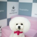 피엔피PC 이미지