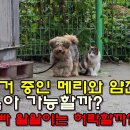 멍냥동거 중인 메리와 얌전이 공동육아 가능할까? 이미지