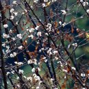 울릉벚꽃 이미지