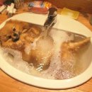 목욕하는 강아지 이미지