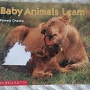 이머젼트 이미지