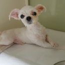 당진시 동물보호소 동물병원 이미지