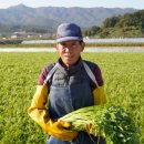 전주미나리 이미지