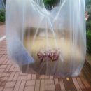 만남치킨 | 신도림 케이펍 치킨 맥주 맛집 회식과 만남의 장소 (프라이드치킨 포장 후기)