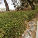 충주한돈영농조합법인-민영축산 | 봄철 야생멧돼지 및 사육돼지 아프리카돼지열병(ASF) 방역에 총력