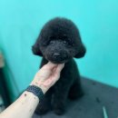 멍블리 펫살롱 이미지