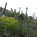【한국특산식물】 67. 〔두메대극 (제주대극) / Euphorbia fauriei H.Lev. &amp; Vaniot ex H.Lev.〕 이미지