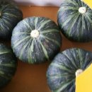 옹진해머금 이미지