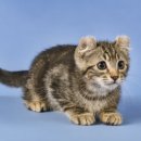 랙돌캐터리 이미지