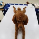 땅콩애견놀이터 이미지