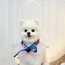 도블리펫 이미지