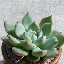 덕실네 Daum카페