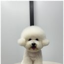 행복애견미용실 | 내곡동애견미용 사랑스러운 미용 경험, 오쿠숑 애견미용실 후기