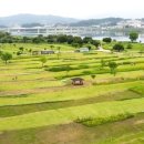 심학산파크골프장 | 파주 심학산 파크골프장 예약 이용 방법