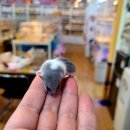 미니펫스토리 이미지