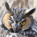 칡부엉이 [Long-eared Owl] 이미지