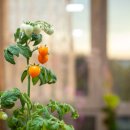 새 봄 쉽게 가꾸는 실내 가드닝 | 월 3만 원은 아낀다! 베란다 텃밭으로 상추·방울토마토·깻잎 키워 식비 줄이기