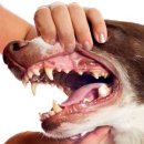 24시 블레스동물메디컬센터 이미지