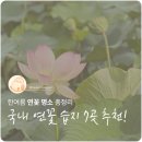 낙동강관리본부 맥도생태공원 5 | [국내여행] 한여름 연꽃 명소 총정리🌸 국내 연꽃 습지 7곳 추천!