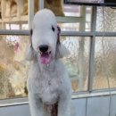 개미애견미용실 이미지