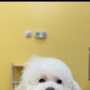 쇼미더멍 이미지