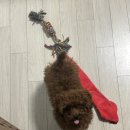 그루밍쇼 | 생애 첫 애견미용 성공! [의정부 그루밍쇼]