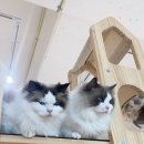 폴인캣츠 이미지