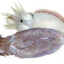 조가네갑오징어원주점 이미지