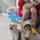 애견호텔 몽몽 이미지