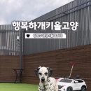 행복하개키울고양 이미지