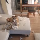 ANOTHER DOG 이미지