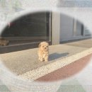 의령사랑병원 | 의령 강아지입양 소형강아지분양 꿈 이룬 감동 스토리