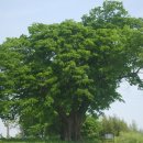 한생명 느티나무 이미지