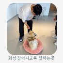 포항반려견교육센터 | 화성 애견훈련 가능한 놀랑 반려견케어센터에서 강아지교육 후기