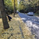 제대마을 은행나무 숲 이미지