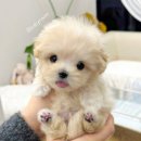 유앤미펫 강아지분양 고양이분양 위례점 이미지